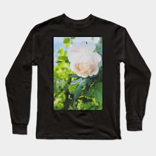 David Austin Heirloom Rose in Blush Pink Long Sleeve T-Shirt